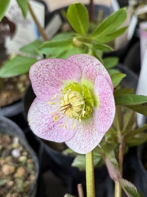 大和園さんのクリスマスローズ | グリーンホビー