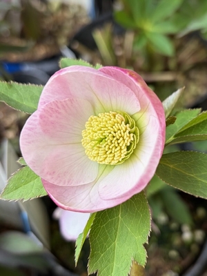 ●８時だよ）ペールピンクグラデーションカップ【YA12】