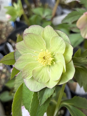 ●８時だよ）原種系ダークリバーシブルグリーンdd【YA16】