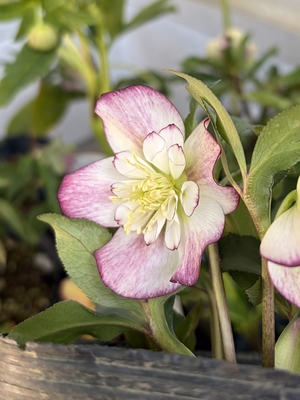 野田園芸さんのクリスマスローズ | グリーンホビー