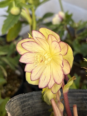 ●８時だよ）野田の覚醒　プロペラ内弁ゴールドddレッドピコティ【No179】