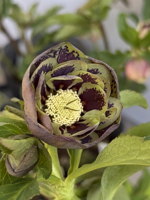 ●８時だよ）野田の快挙　５弁外ブラウンdd飛び出す蕊弁化部グリーン多弁系dd超激ベイン【No180】