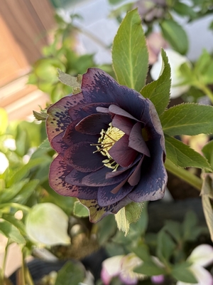 野田園芸さんのクリスマスローズ | グリーンホビー