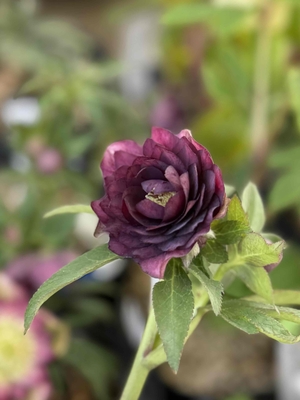 加藤農園さんのクリスマスローズ | グリーンホビー