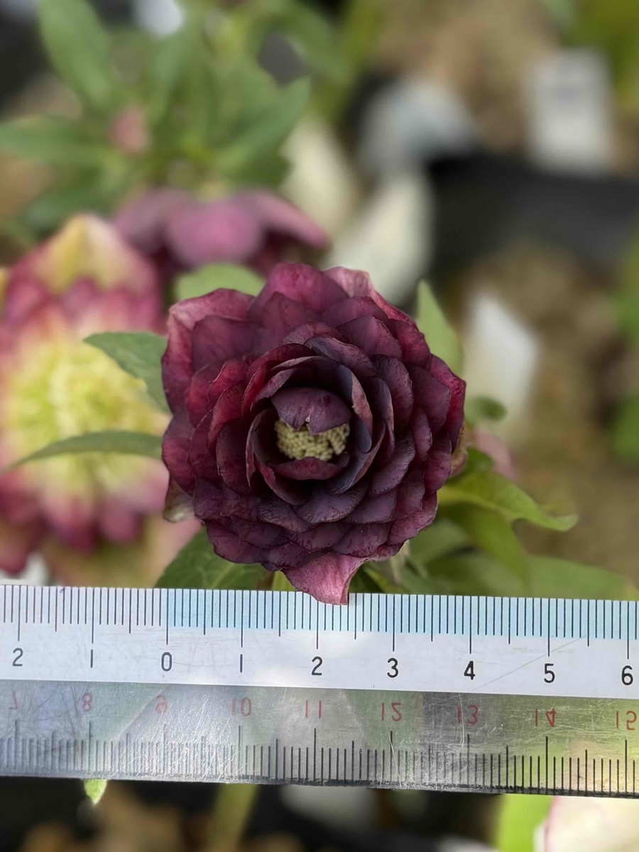 K:select 公認）アンティークアフロディーテ【ka574】 | グリーンホビー