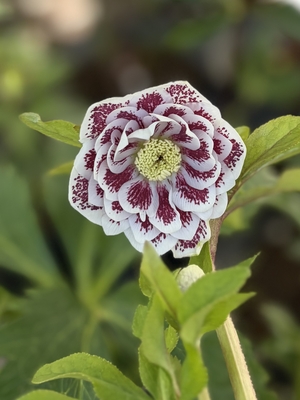 ●８時だよ）野田の宝　段咲き多弁激ブロッチ【No184】