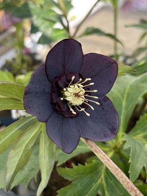 クリスマスローズ | グリーンホビー