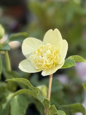  ●８時だよ）K:select  公認)ゴールドモーリー【ka579】