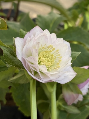 ●８時だよ）野田の宝　アンティーク系ペールピンクdd多弁系【No186】