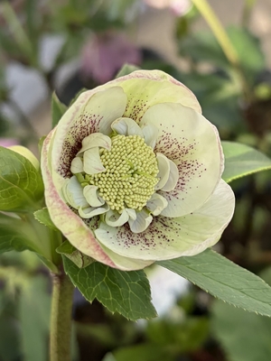 ●８時だよ）野田の覚醒　渋パウダーフラッシュsdショート丈の５弁【No189】