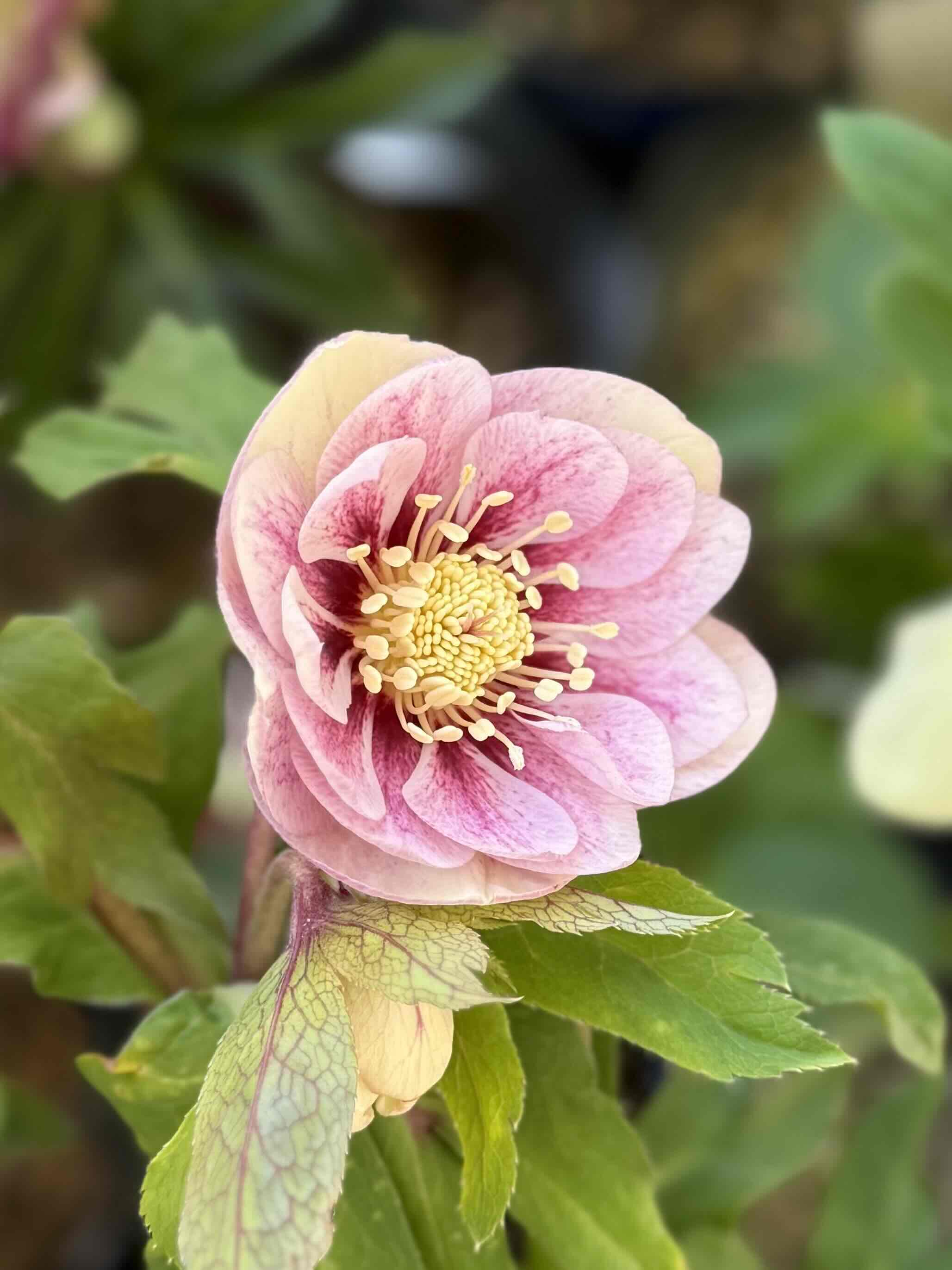 ○8時だよ）K:select 公認)プリマヴェーラピンクゴールド【ka580