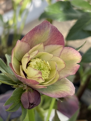 ●８時だよ）野田の伝説　バイカラー系ddレッドアイ【No191】