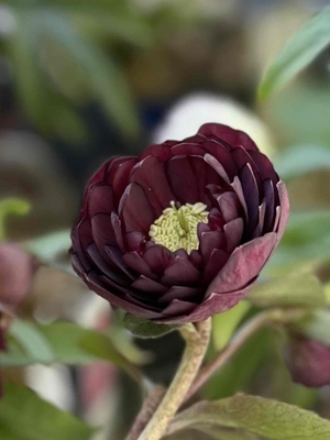 加藤農園さんのクリスマスローズ | グリーンホビー