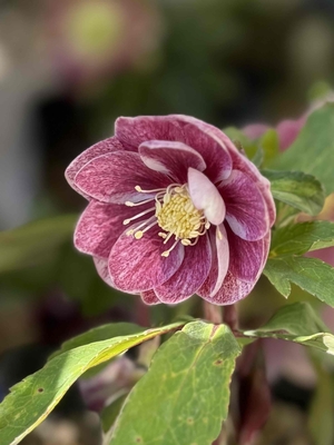 ●８時だよ）K:select  公認)プリマヴェーラピンクゴールド【ka582】