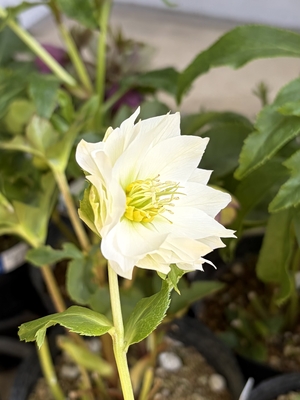 ●８時だよ）シャルウィダンス【Wa76】　