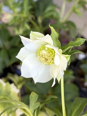 ●８時だよ）シャルウィダンス【Wa77】　※蕾なし