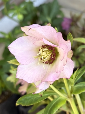 ●８時だよ）シャルウィダンスピンク【Wa78】　