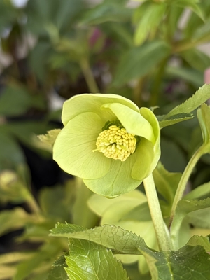 ●８時だよ）ライムグリーン 良型カップシングル【Wa79】　