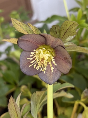 ●８時だよ）シルバーグレー【Wa80】　