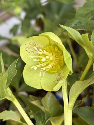 ●８時だよ）ライムグリーン【Wa81】　