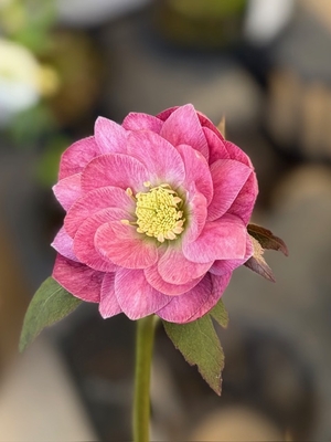 ●８時だよ）ピンクsmallベイングラデーションdd【YA21】