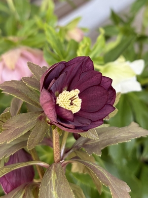 ●８時だよ）クロアチハイブリッド【Wa82】　