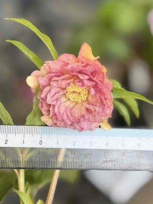 ●８時だよ）細多弁アプリコットグラデーションddオーレア【Hi181】