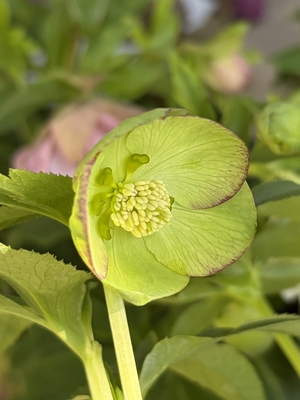 ●８時だよ）翡翠【Wa83】　