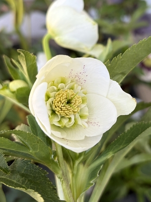 ●８時だよ）ホワイトsdホワイトネクタリー【Wa84】　