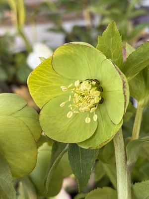 ●８時だよ）翡翠【Wa85】　