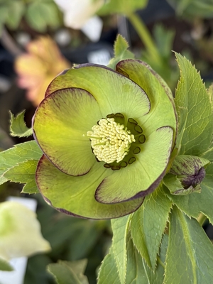 ●８時だよ）翡翠【Wa86】　