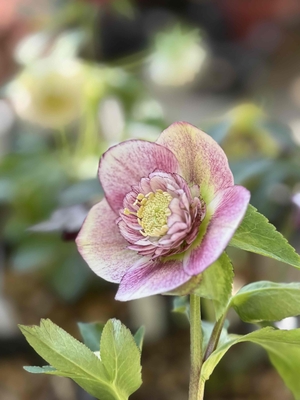 ●８時だよ）K:select　 公認）モーリー【ka600】ピンクグラデーションパウダー系