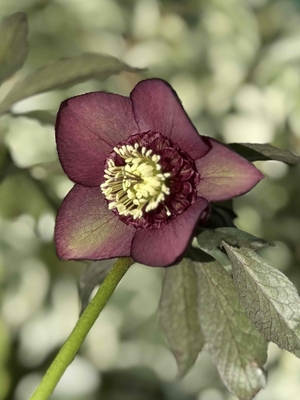 クリスマスローズ | グリーンホビー