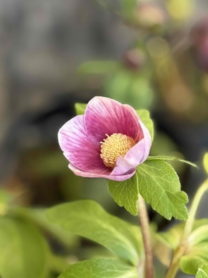 ●８時だよ）小輪　sdならソレイユssかも【Hi179】