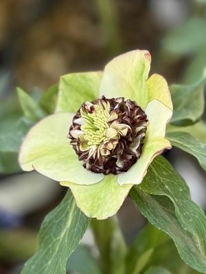 公認）モーリー【ka602】グリーンイエローバイカラー