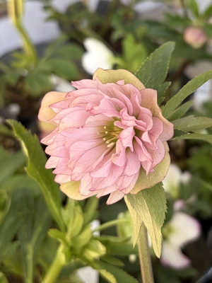 ●８時だよ）ピンクオーガンジー系【kg49】