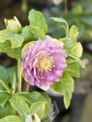 加藤農園さんのクリスマスローズ | グリーンホビー