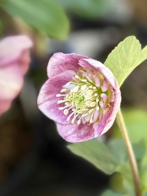 ●８時だよ）K:select   公認）プリマヴェーラ【ka604】