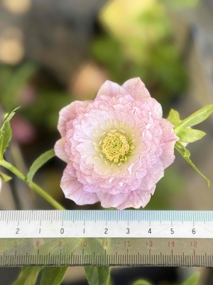 ●８時だよ）超多弁フリルddピンク網の目ベイン【ws69】