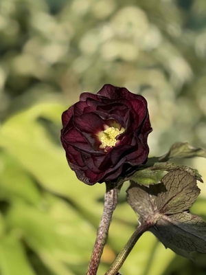 クリスマスローズ | グリーンホビー