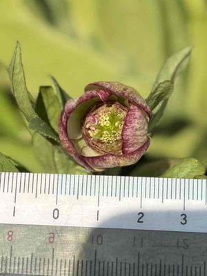 公認）モーリー【ka589】フネン系