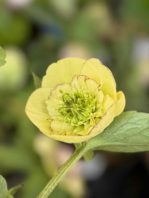 ●８時だよ）K:select  毬栗乙女【ka595】新花コンテスト候補