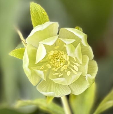 ホワイトリップdd【og172】