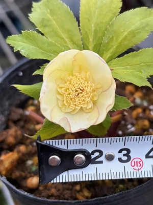 大木ナーサリーさんのクリスマスローズ | グリーンホビー