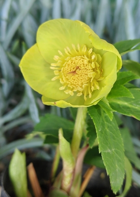 大木ナーサリーさんのクリスマスローズ | グリーンホビー