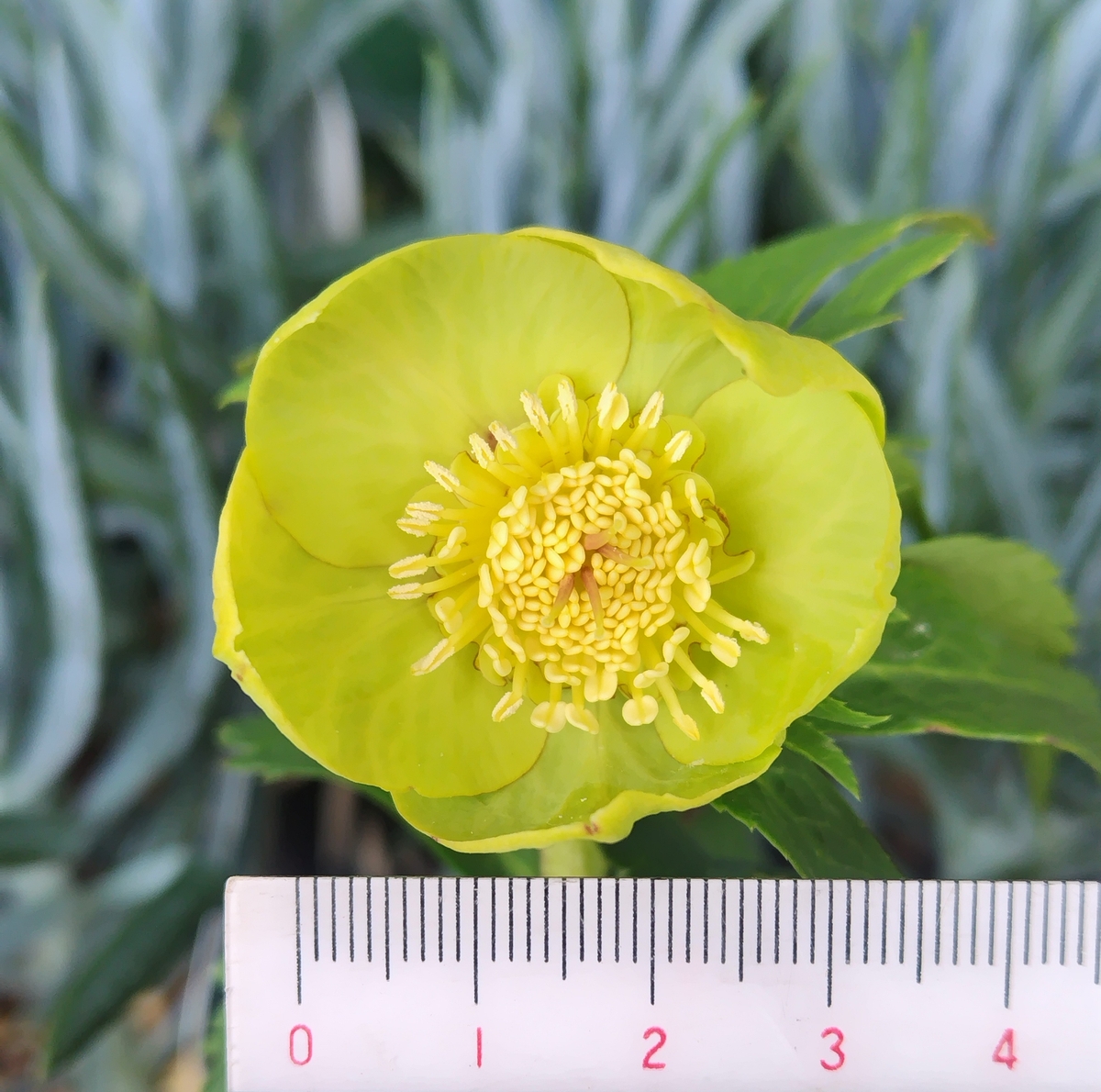 玉系sd 【og195】 | グリーンホビー