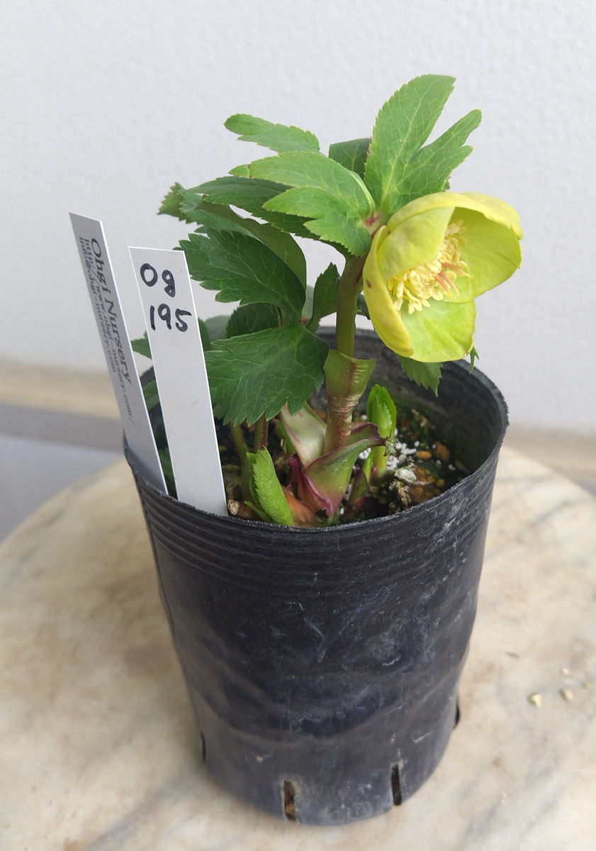 玉系sd 【og195】 | グリーンホビー