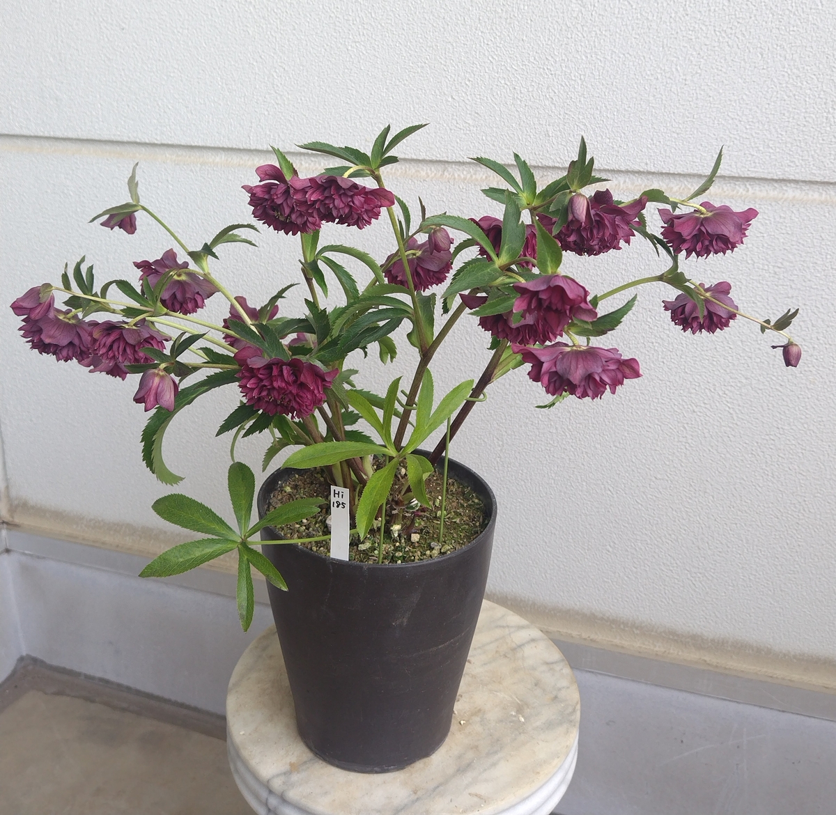 神代植物公園展示株 元親 レッド系クレオパトラ【Hi185】 | グリーンホビー