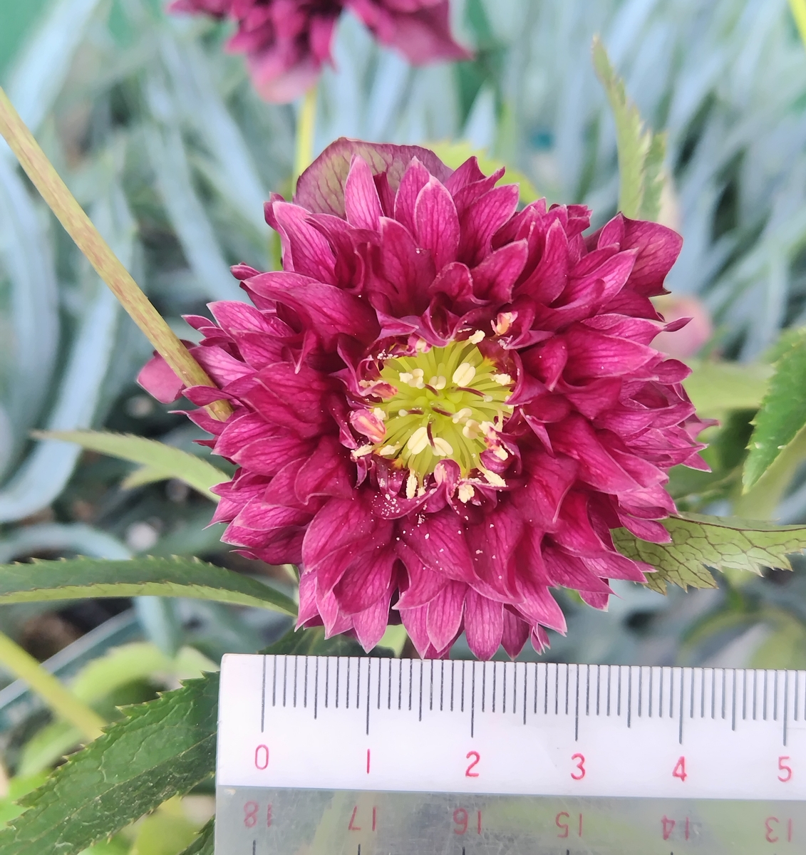 神代植物公園展示株 元親 レッド系クレオパトラ【Hi185】 | グリーンホビー