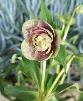 広瀬園芸さんのクリスマスローズ | グリーンホビー